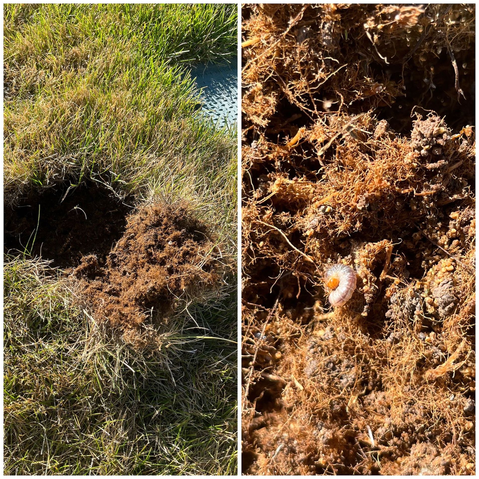 A picture of a hole in the ground and a picture of a flower in the dirt.