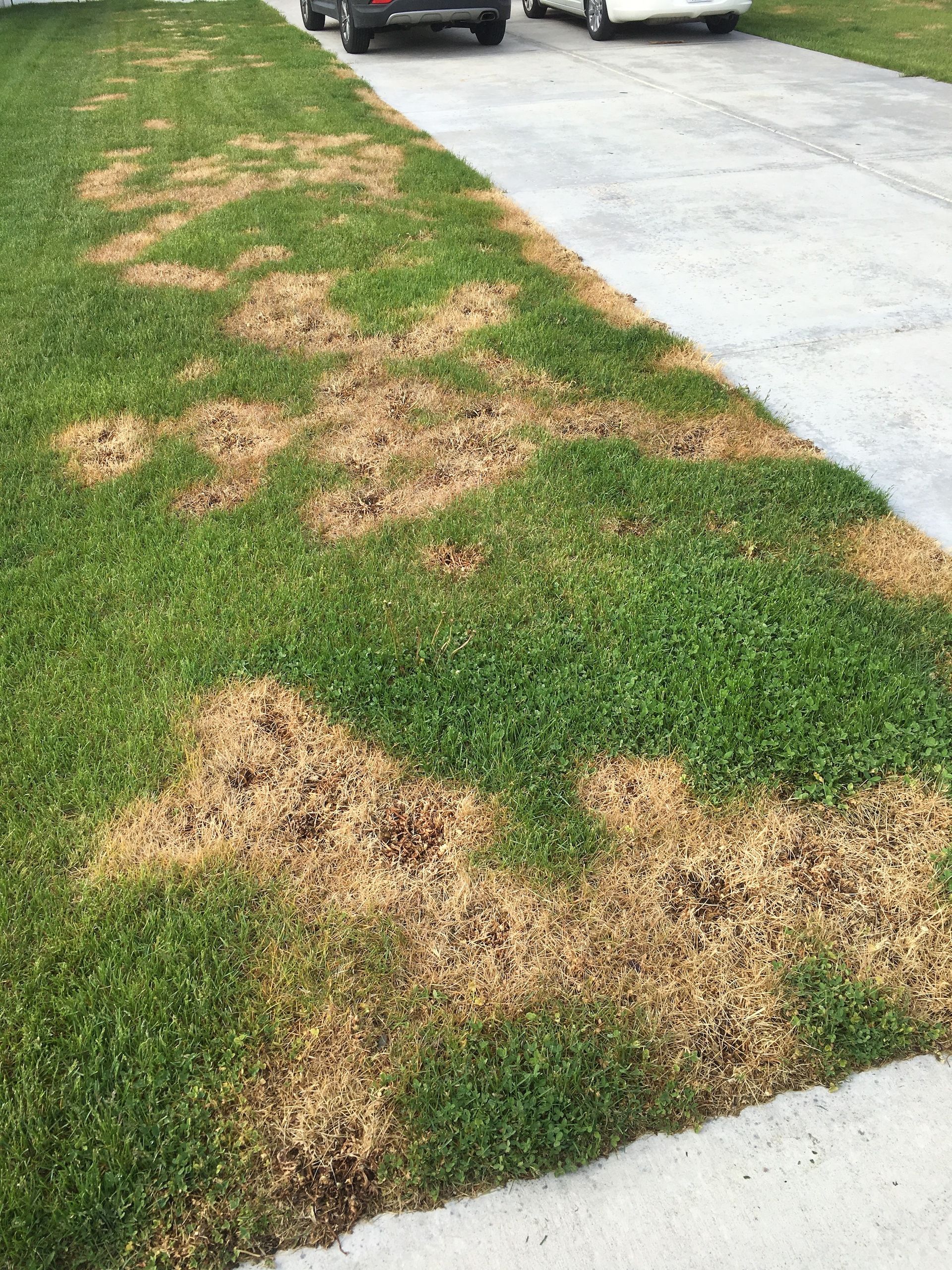 Sod Webworm Control