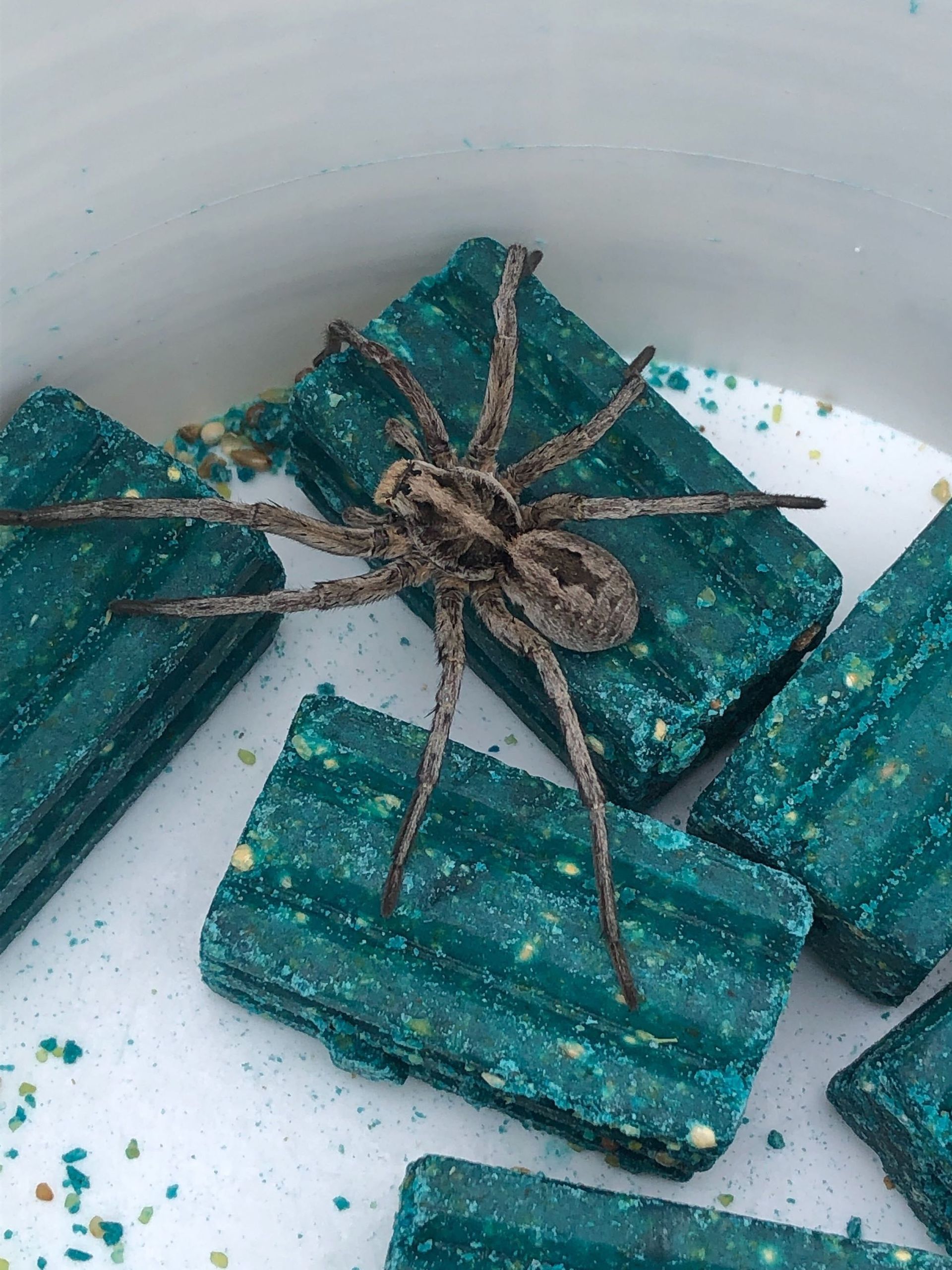 A spider is sitting on a pile of blue blocks.