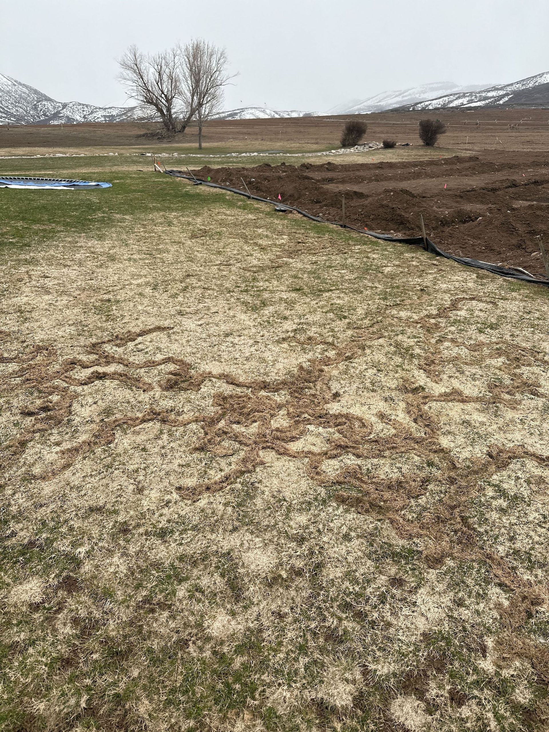 A field of grass and dirt with a tree in the background.