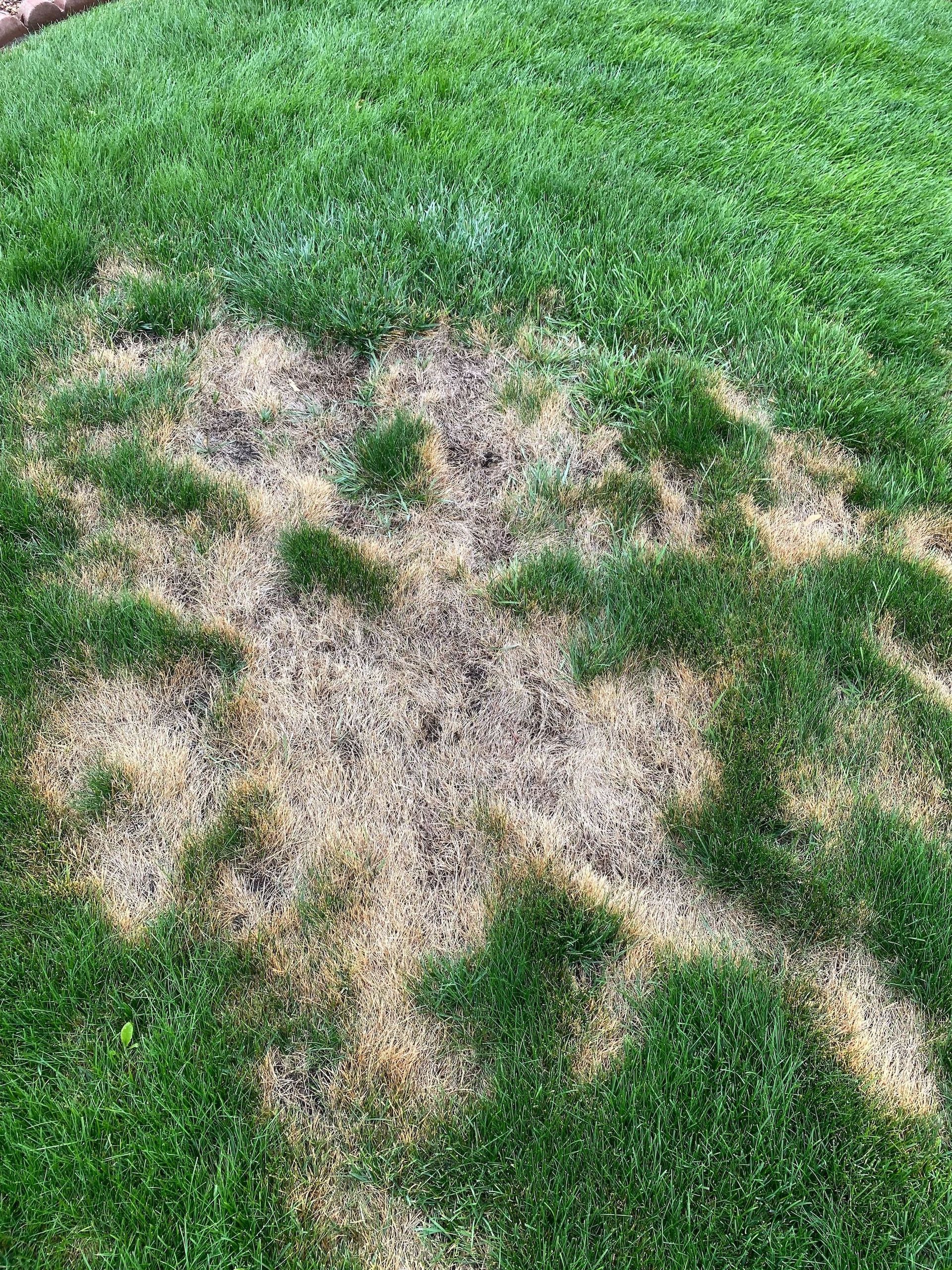 Necrotic Ring Treatment