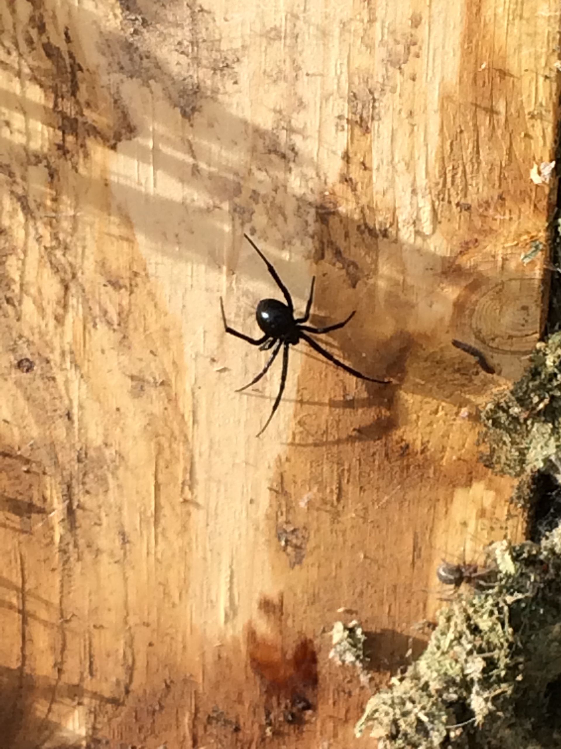A black spider is sitting on a piece of wood.