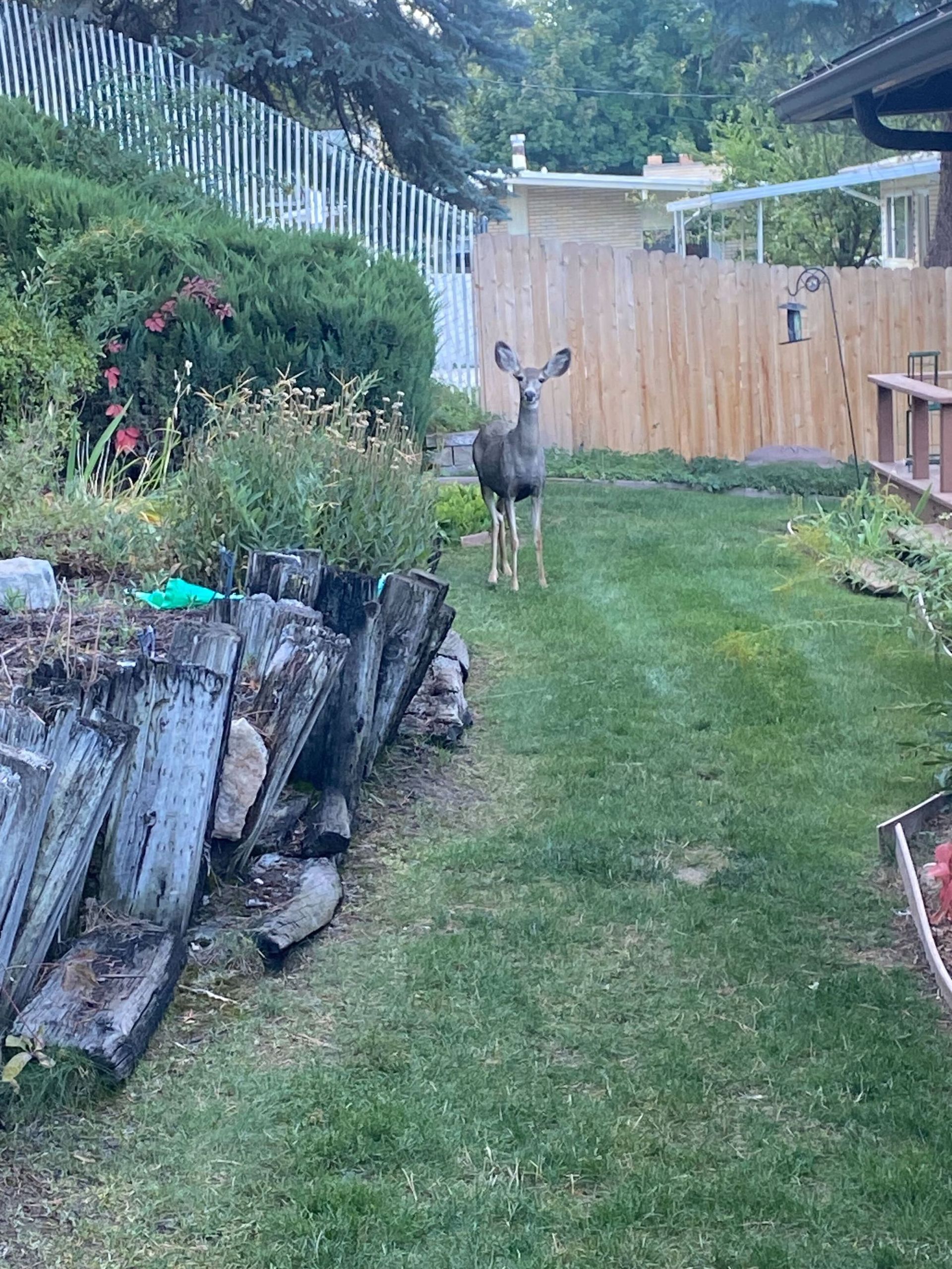 A deer is standing in a yard next to a wooden fence.