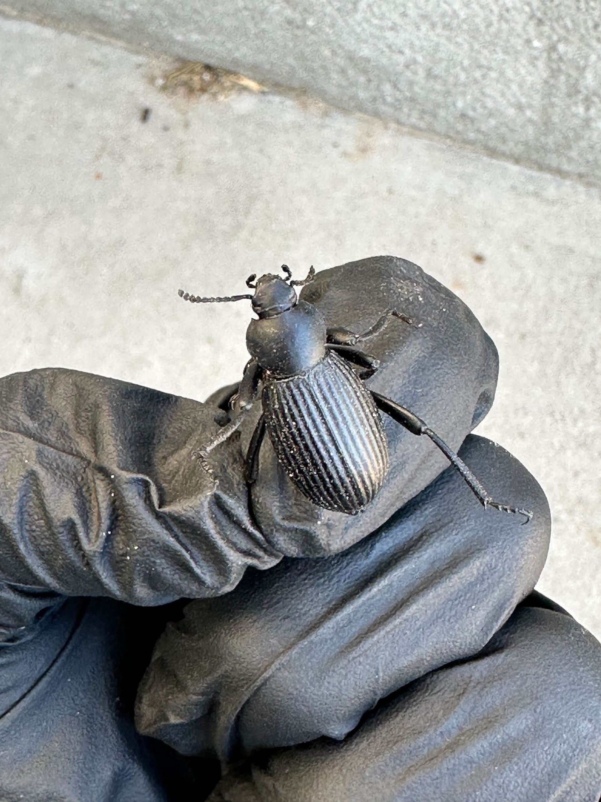 A person is holding a black beetle in their hand.