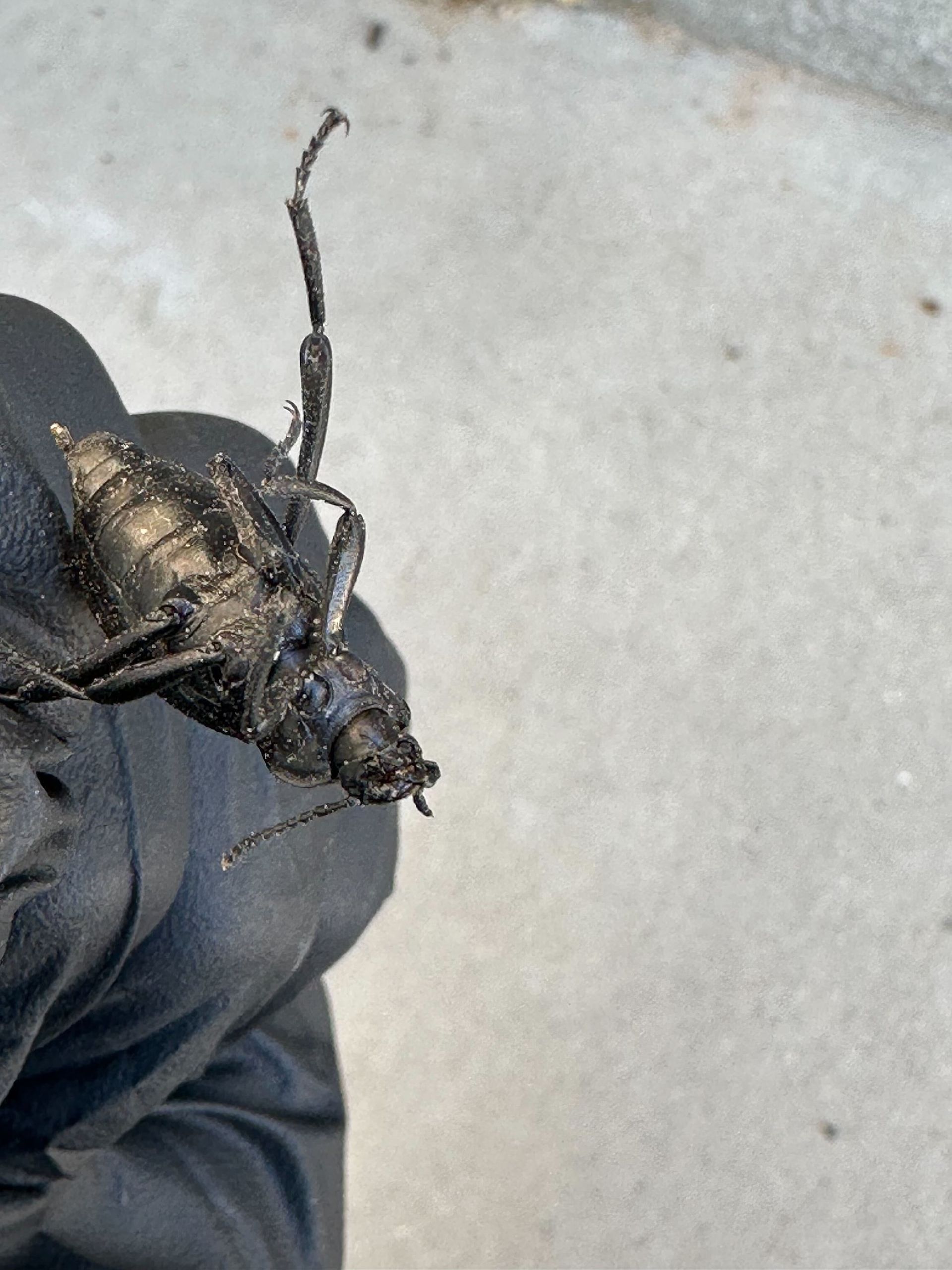 A person is holding a large bug in their hand.