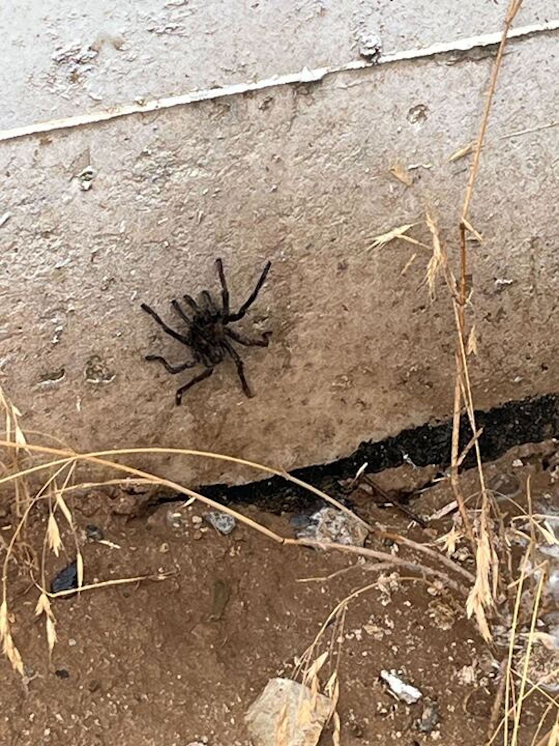 A tarantula is sitting on top of a concrete wall.