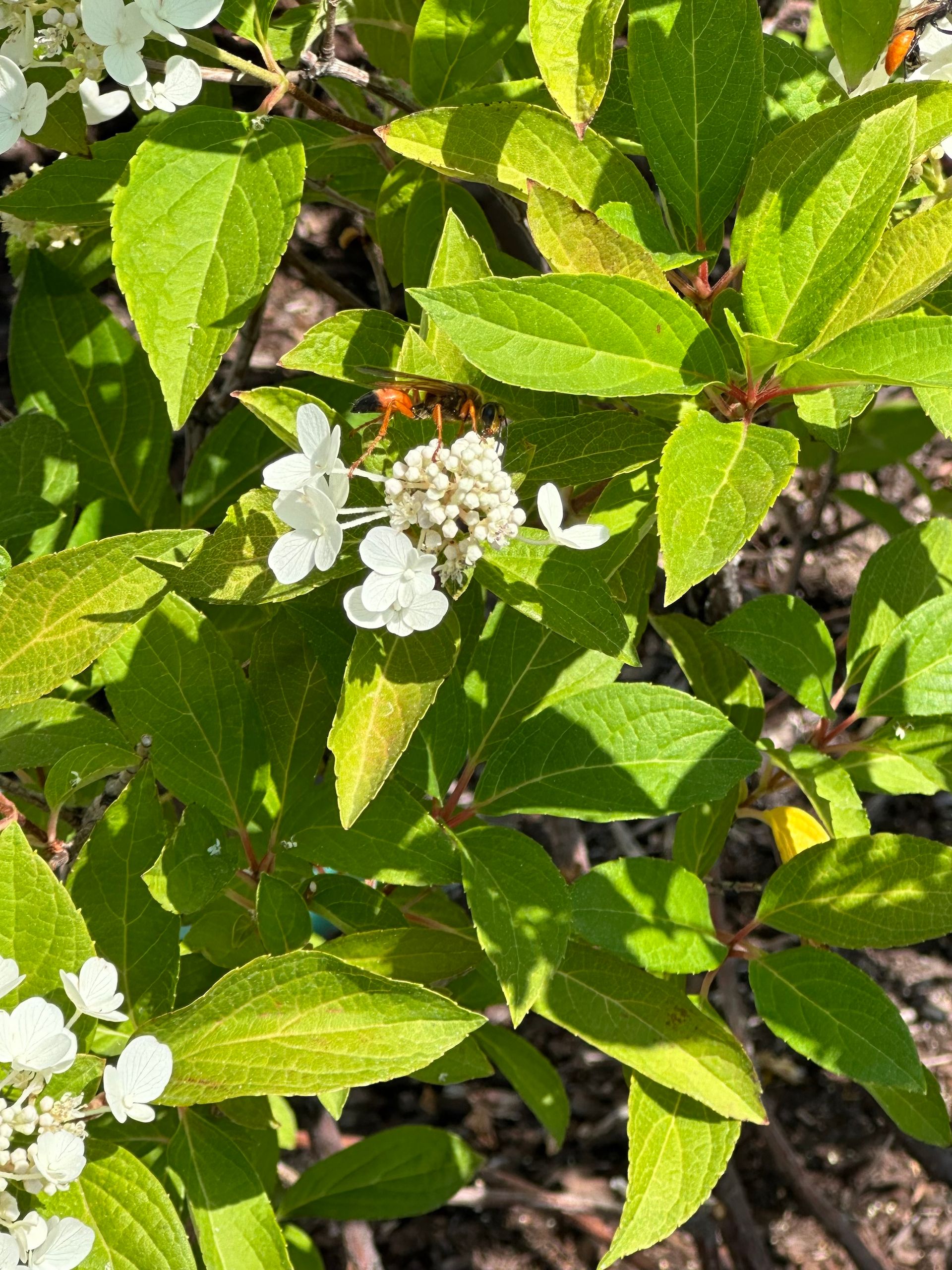 A close up of a plant with white flowers and green leaves