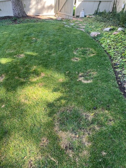 Necrotic Ring Treatment