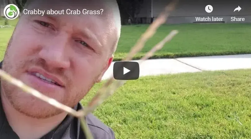 A man is standing in the grass holding a stick in his mouth.