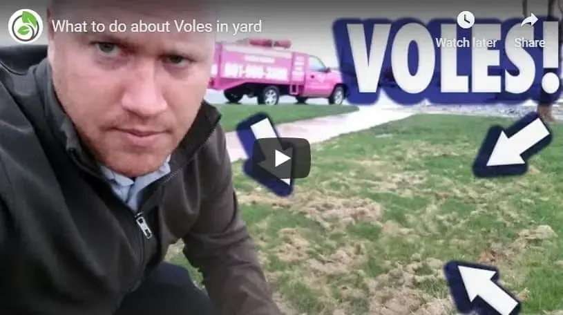 A man is standing in front of a video about what to do about voles in yard.