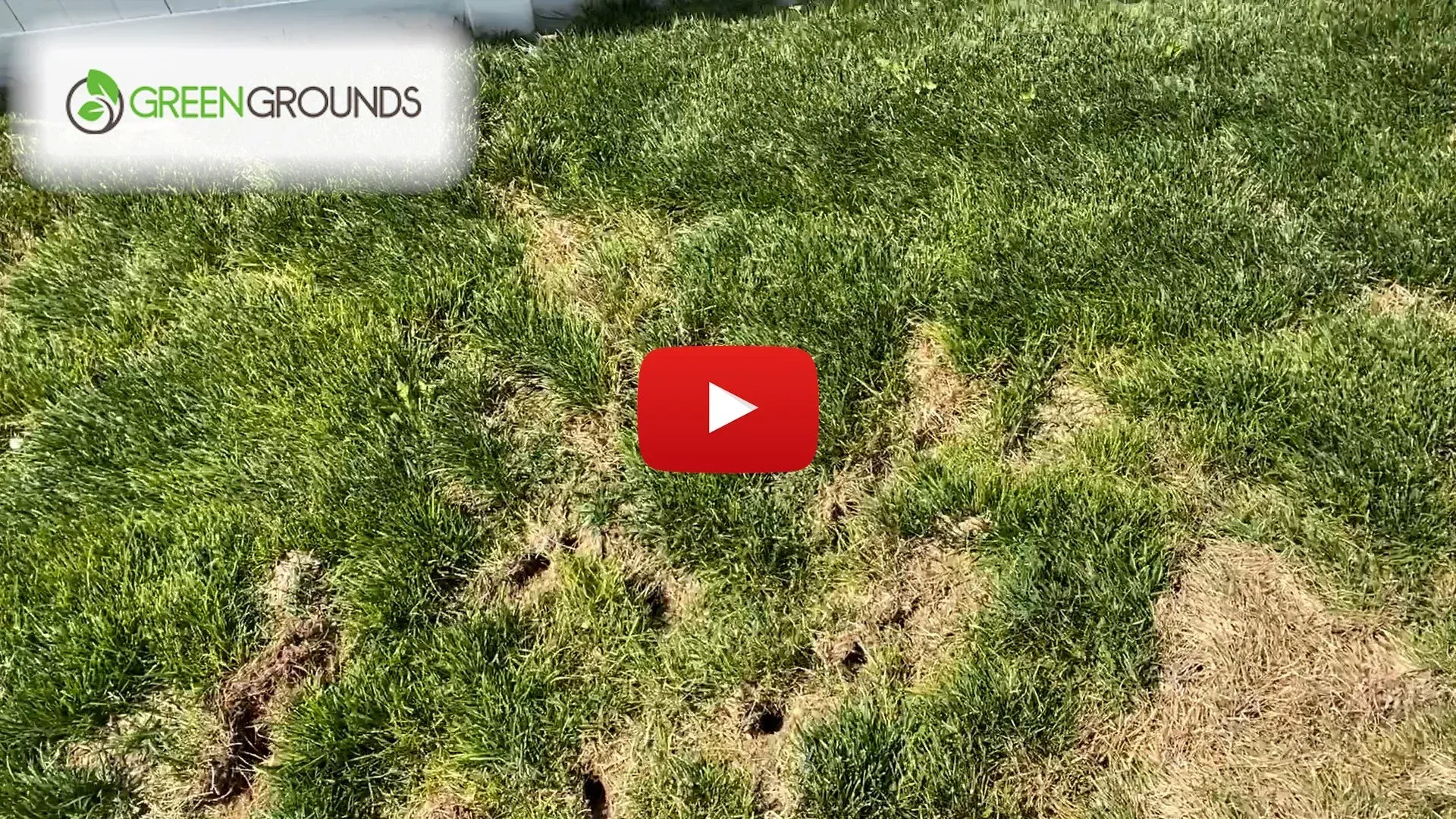 A video of a lawn with brown spots on it.