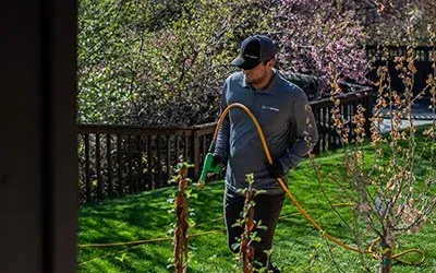 A man is spraying trees in a backyard with a hose.