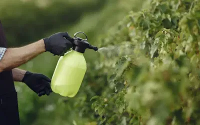 A man is spraying a plant with a spray bottle.