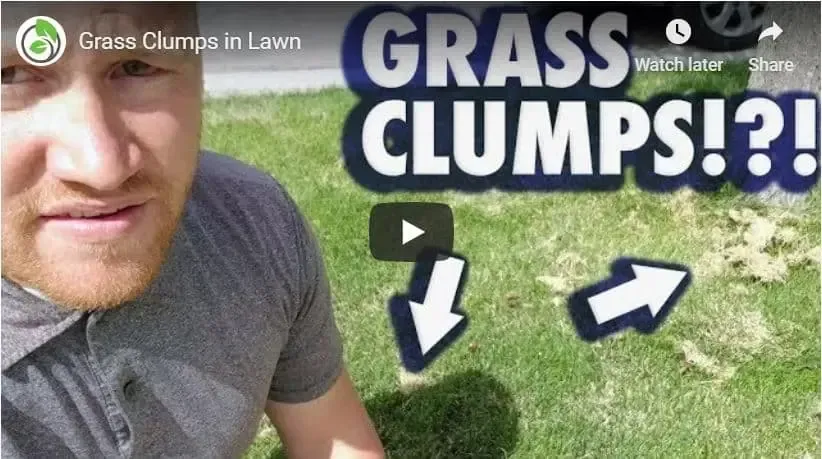 A man is standing in front of a video about grass clumps in lawn.