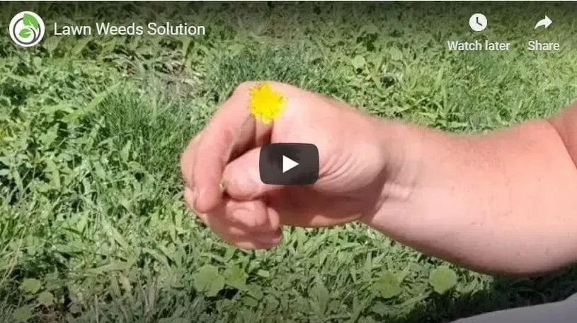 A person is holding a yellow flower in their fist.