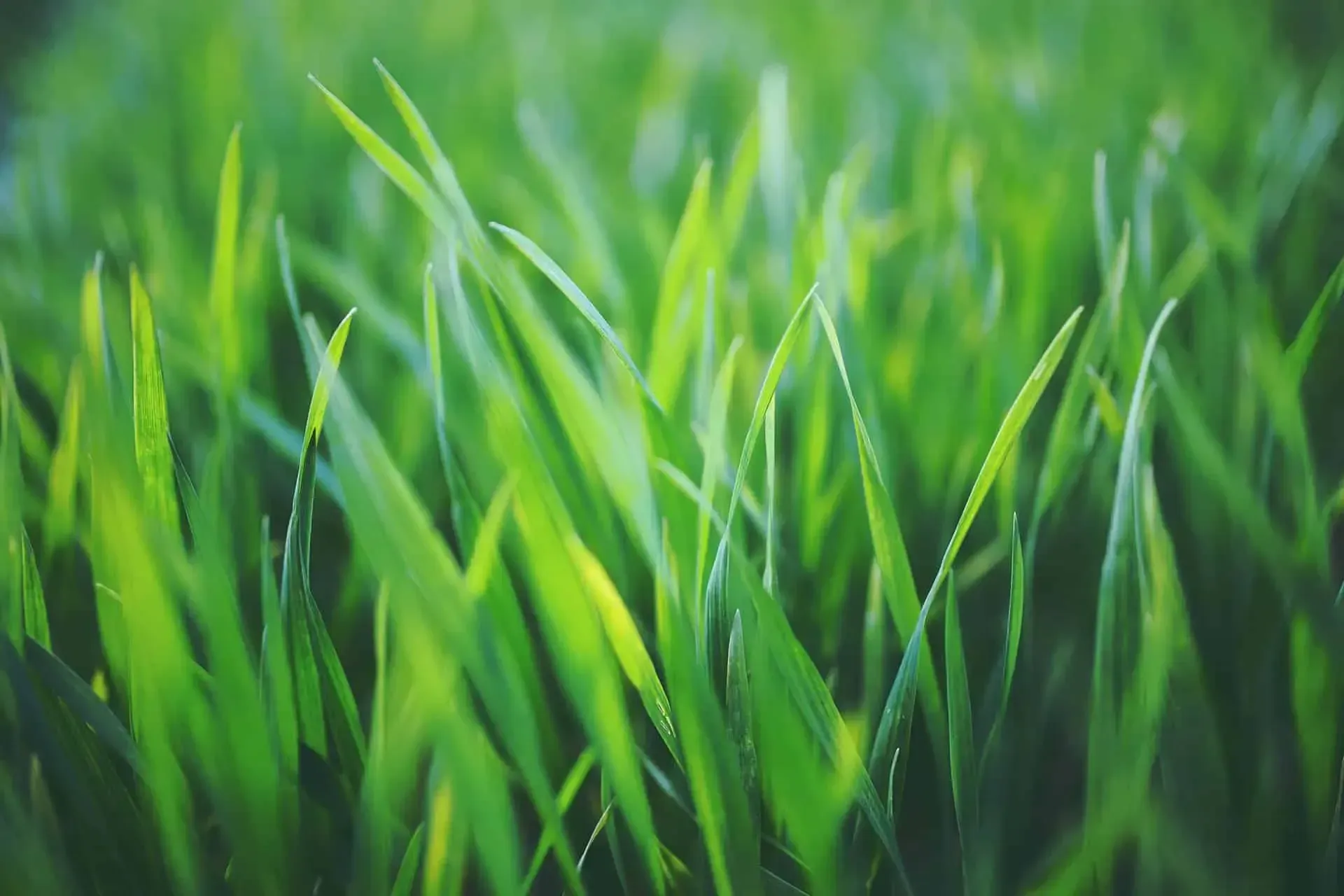A close up of a field of green grass with a blurry background.