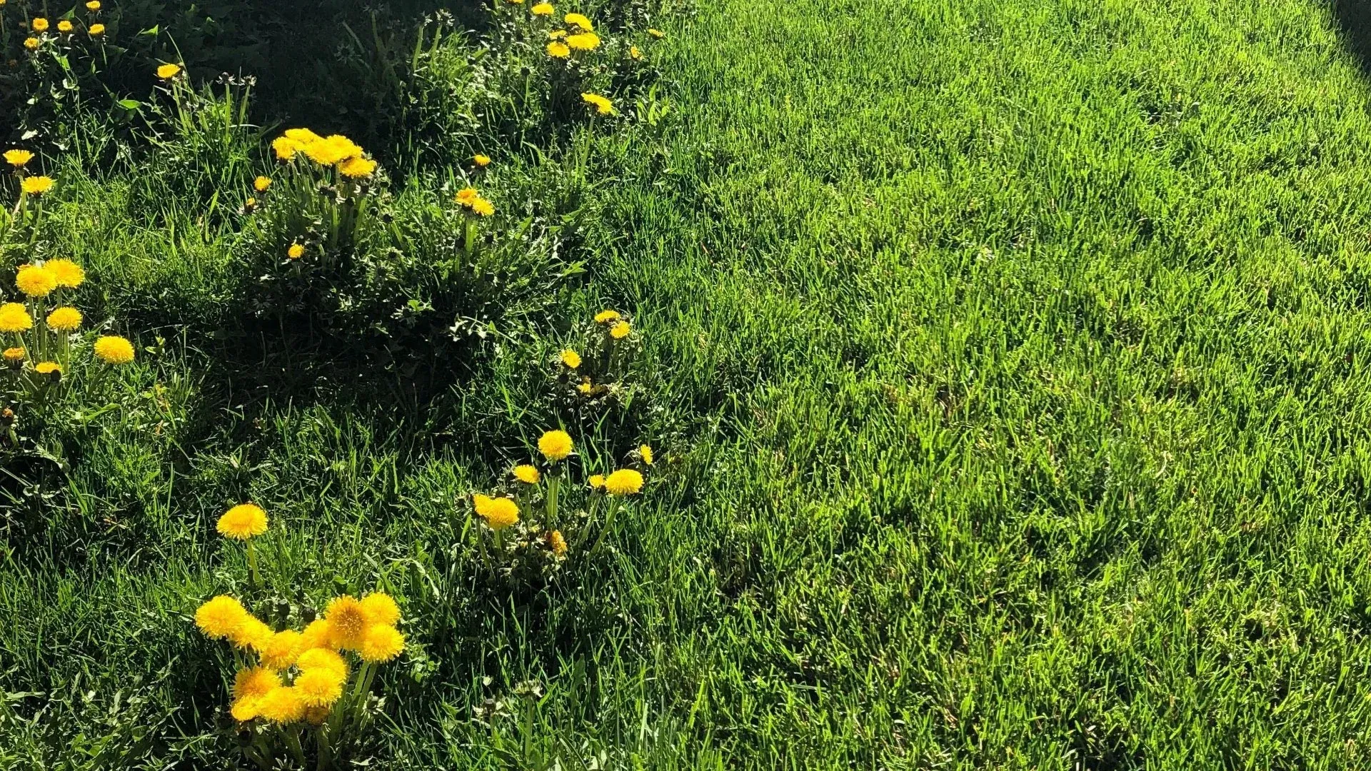 A bunch of yellow flowers are growing in the grass.