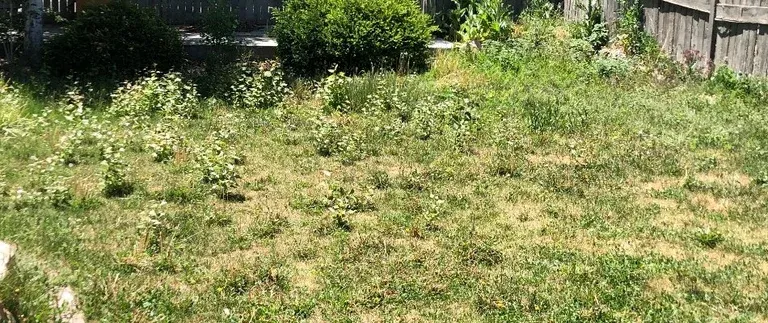 A lush green yard with a wooden fence in the background.