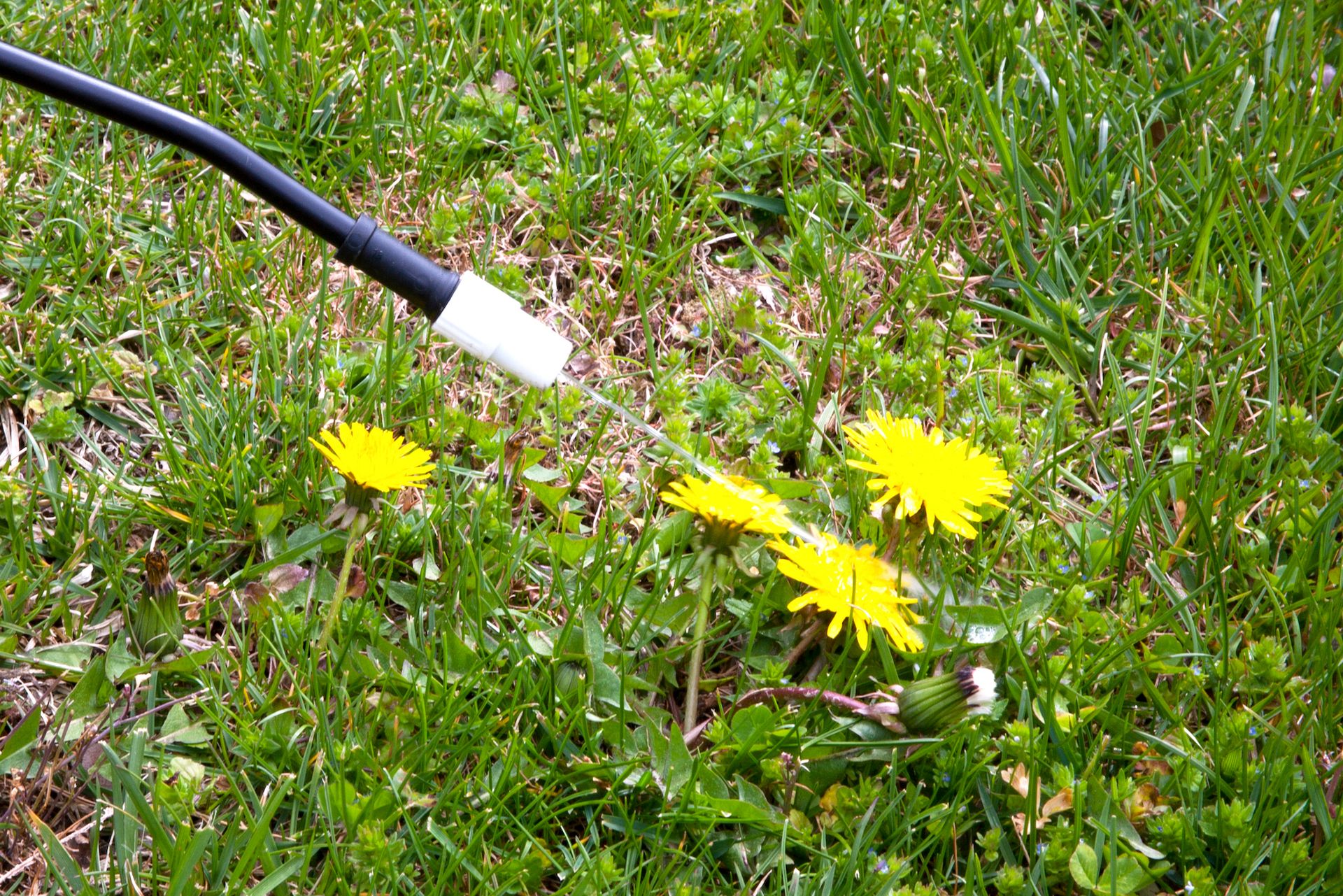 A hose is spraying dandelions in the grass