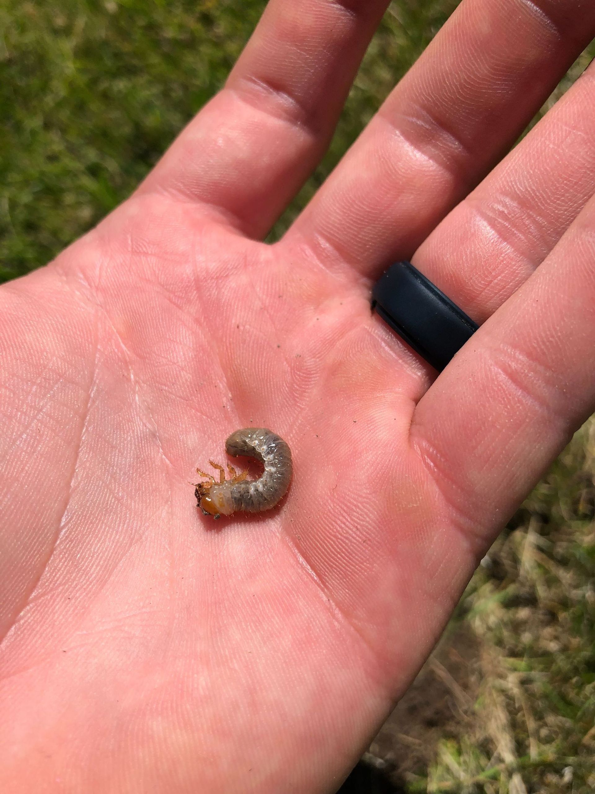 A person is holding a small caterpillar in their hand.