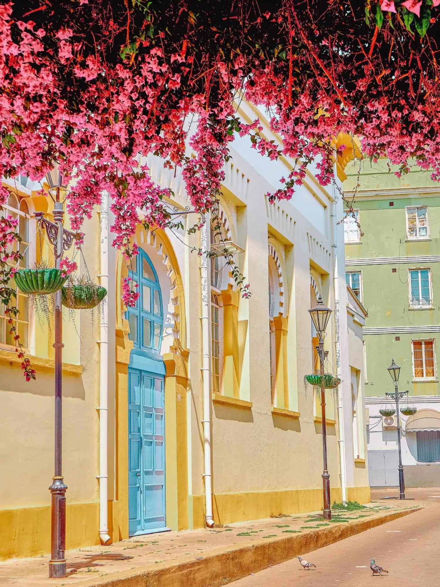 Colorful street with yellow buildings, blue doors, and pink flowers hanging overhead