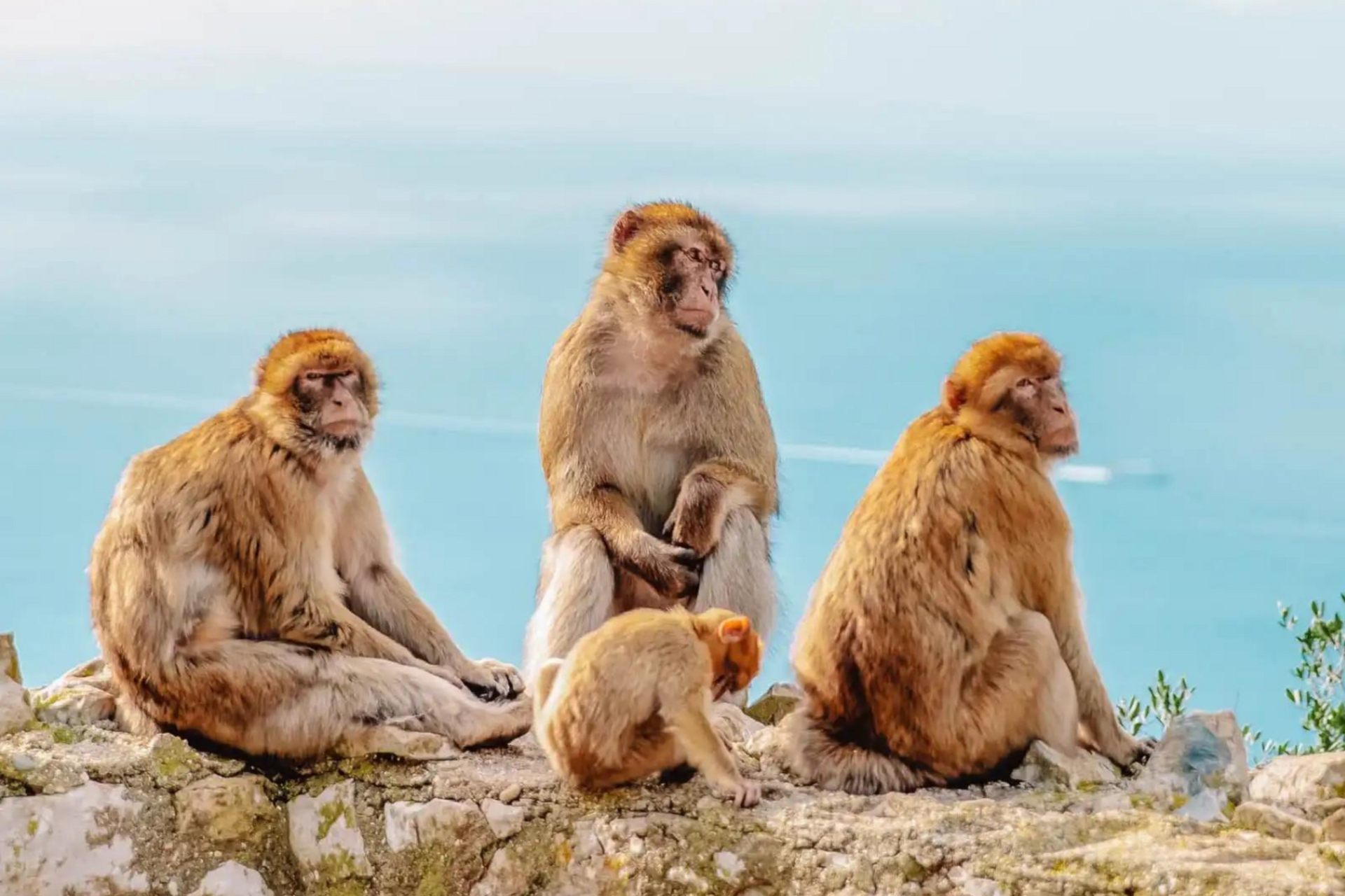 Brown monkey sitting on a stone wall overlooking a calm bay and distant mountains