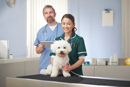 Male and female vets with a cute white dog