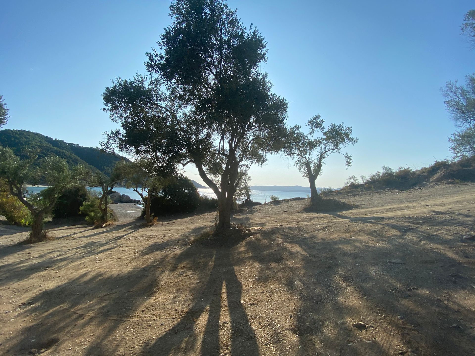 A tree in the middle of a dirt field with mountains in the background