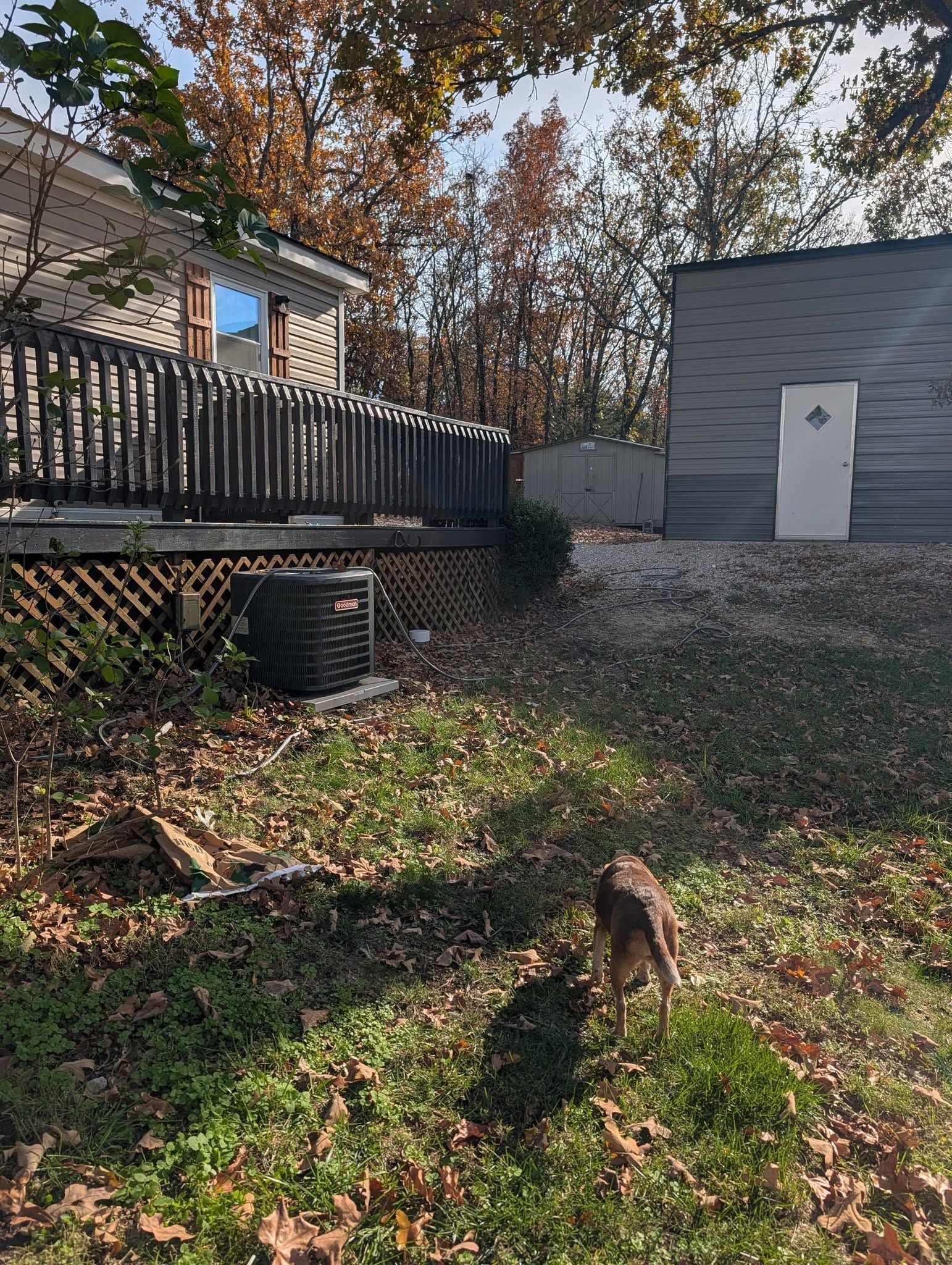 A dog walks in a grassy yard towards a gray garage. A deck and house are visible in the background. Autumn leaves.