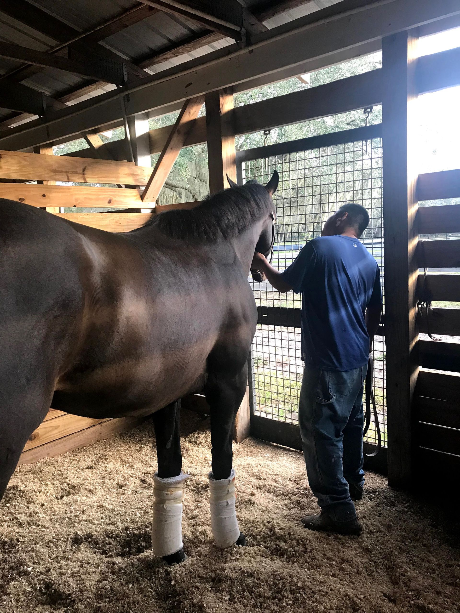 Cow and a Horse