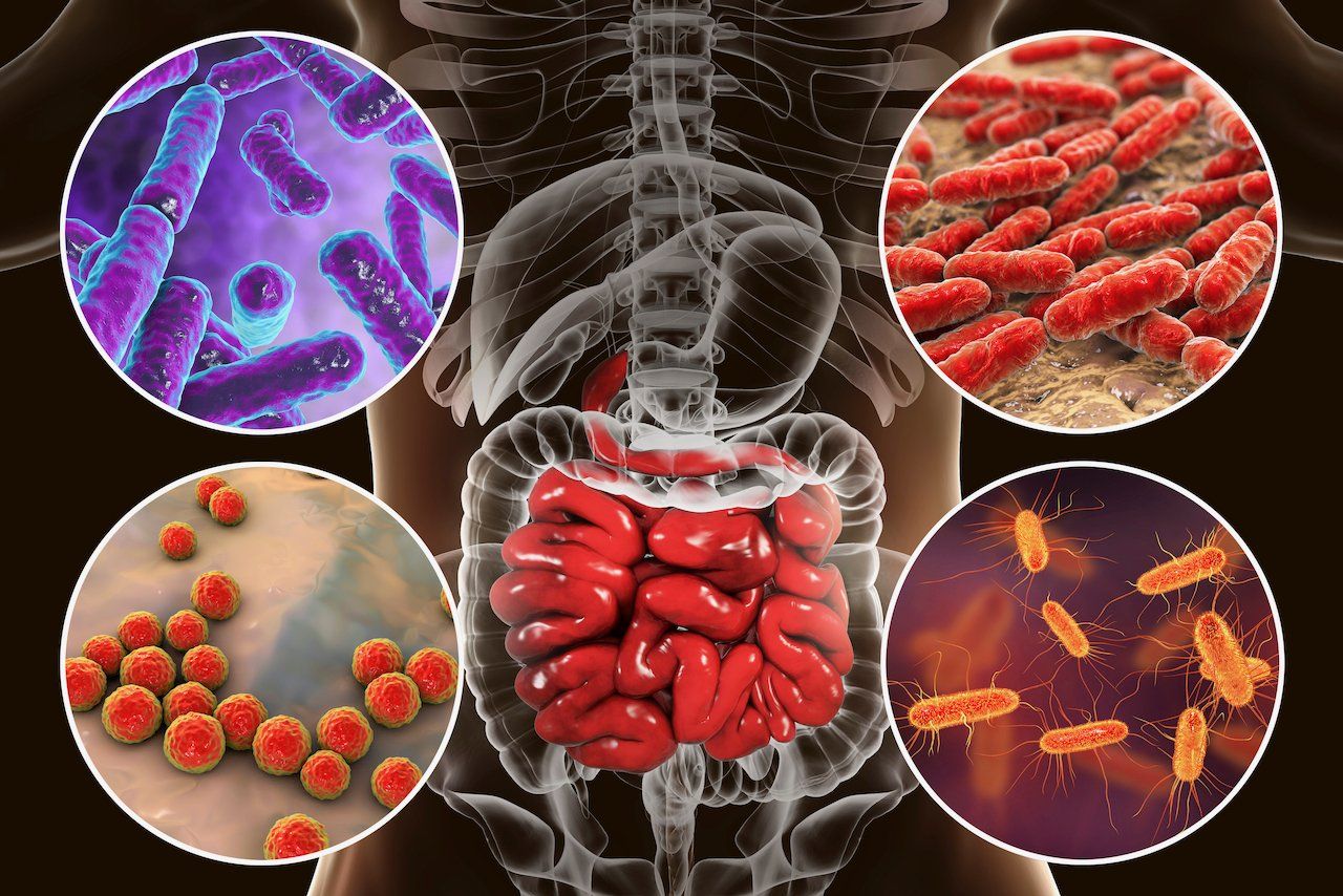 There are many different types of bacteria in the human body.