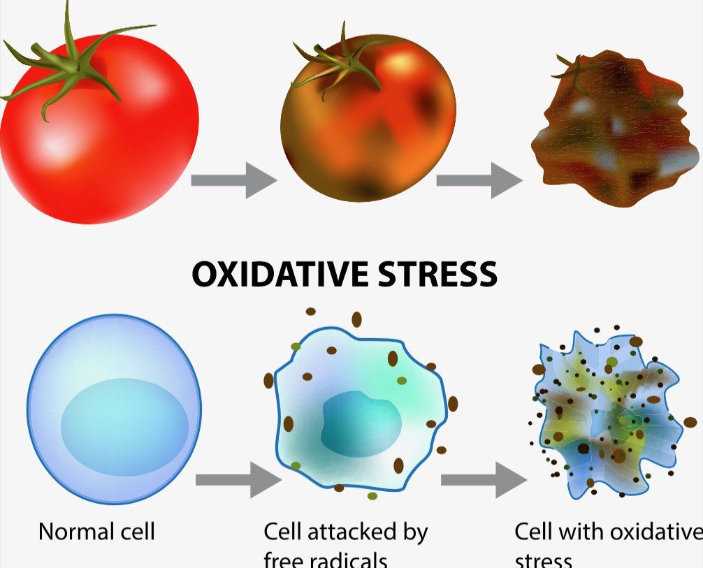 A diagram showing the process of oxidative stress
