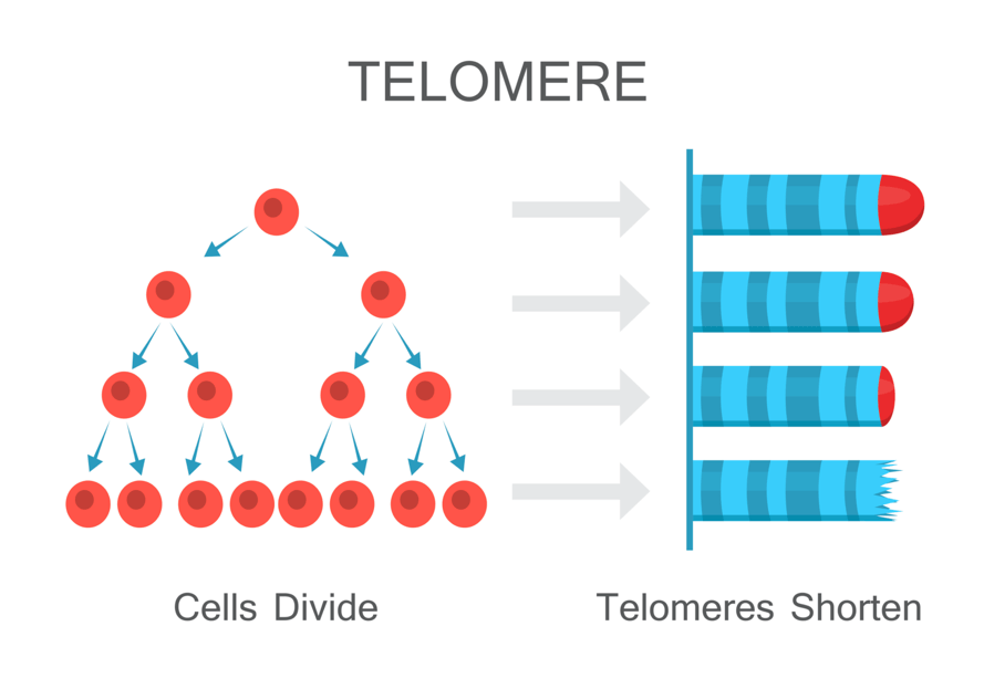 A diagram showing cells divide and telomeres shorten