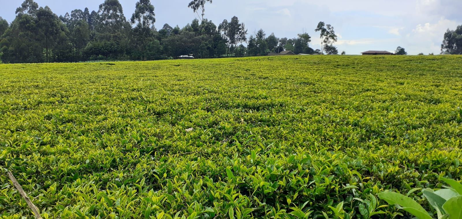 A large field of green plants with trees in the background.
