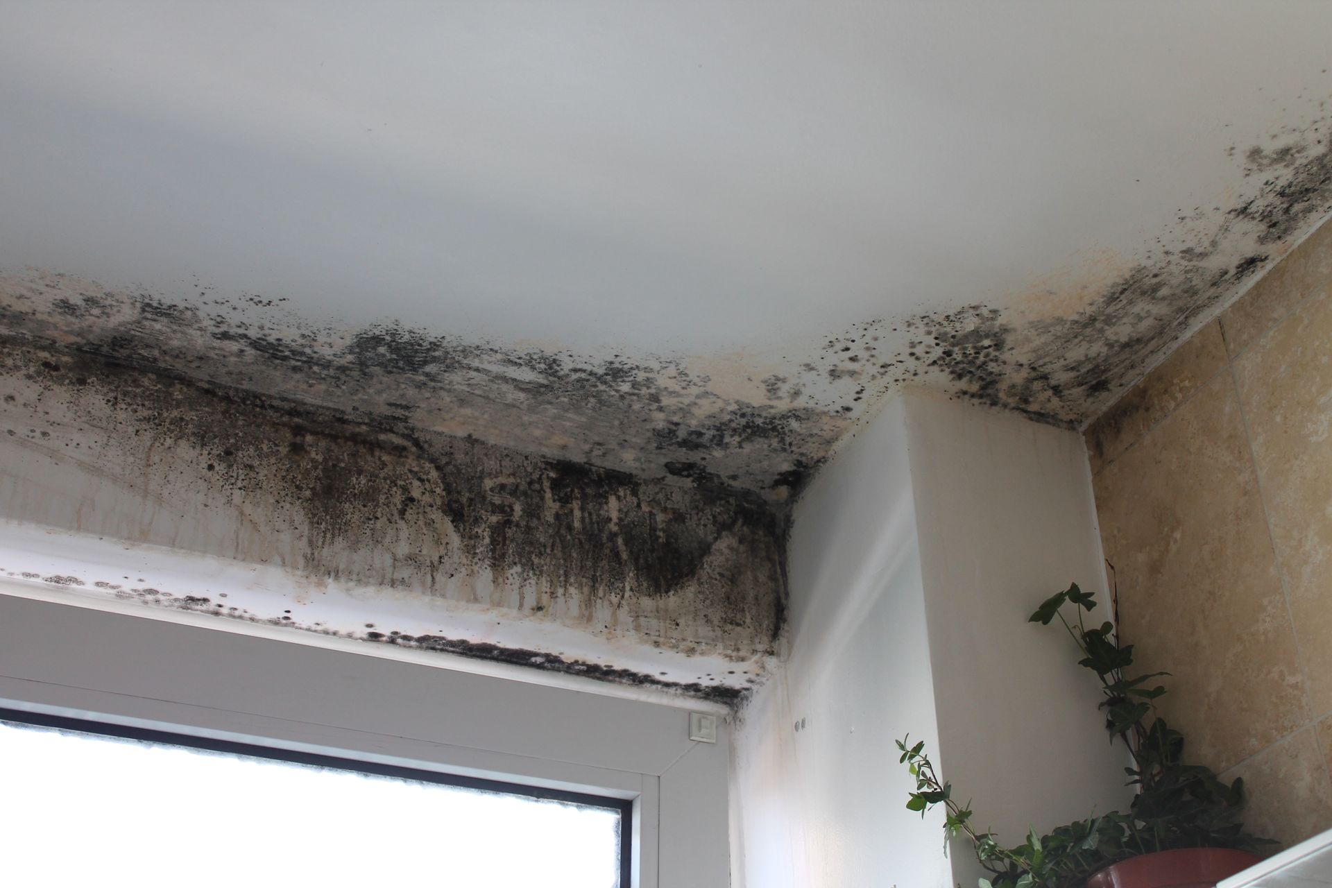 Mold Remediation Services
