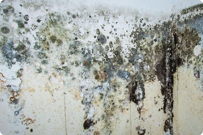 Mold covering an interior wall