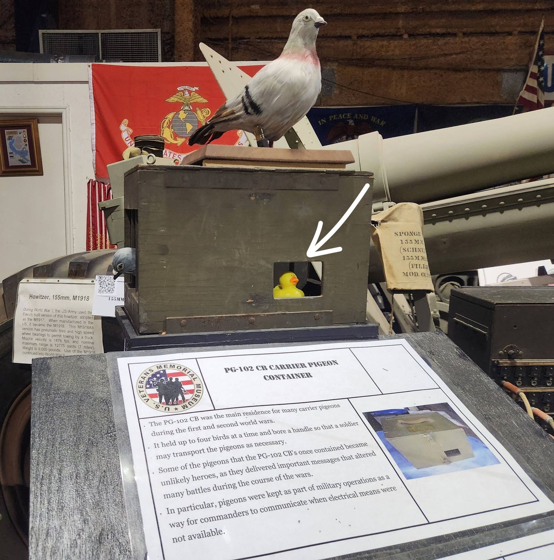 Museum display of a gray pigeon atop a box, with a yellow bird visible in a small opening inside