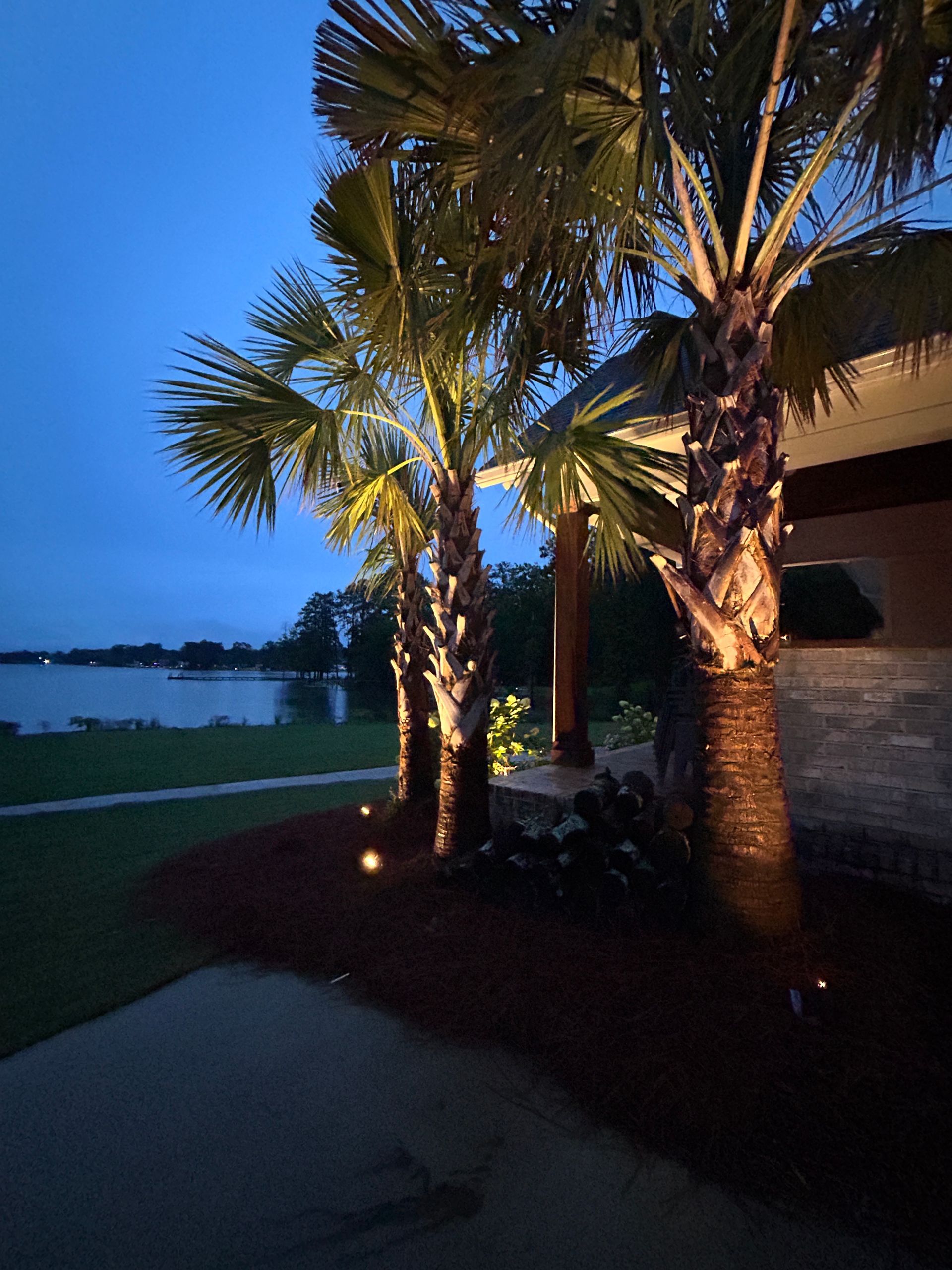 Palm trees illuminated at dusk by lake.