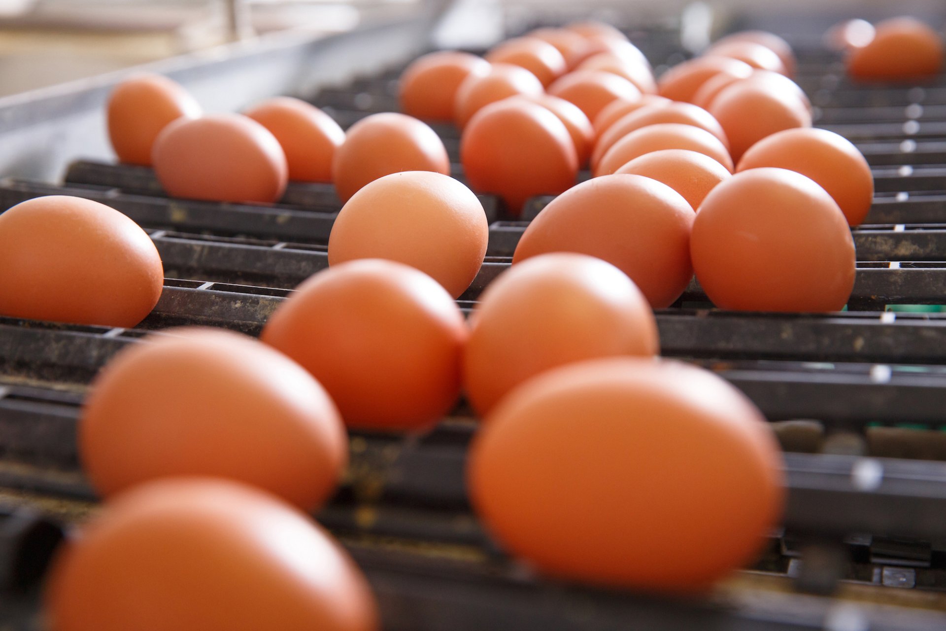 Egg & Poultry