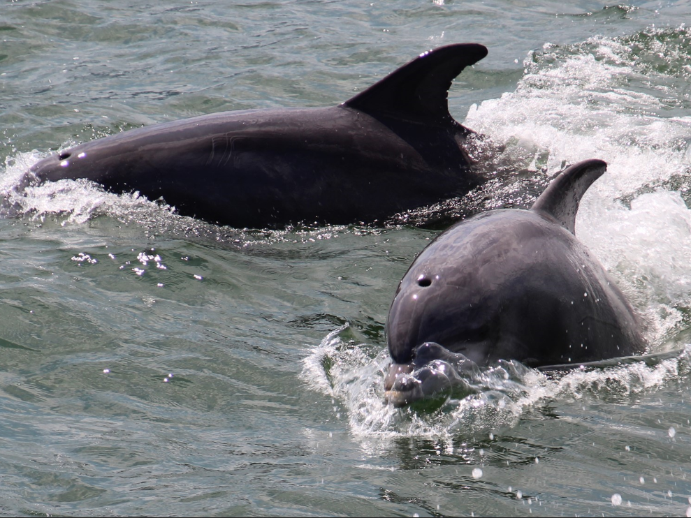 Two dark gray dolphins swim through water, one larger than the other.