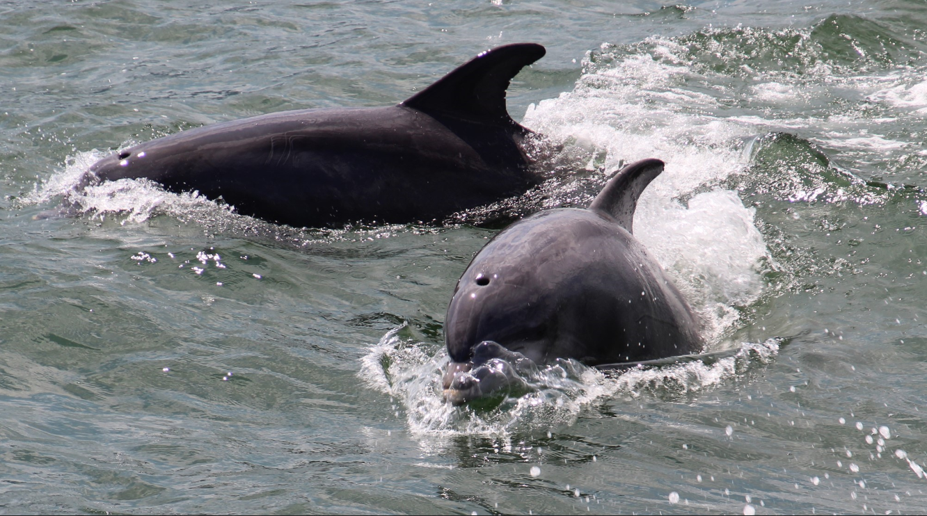 Two dark grey dolphins swimming in choppy water, one larger than the other.