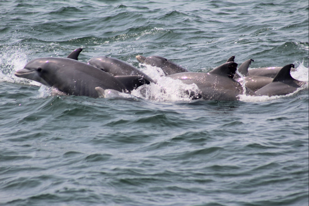 Dolphins swimming in the ocean, dorsal fins visible above the water's surface, splashing.