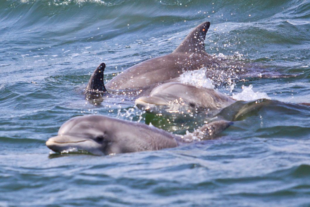 Dolphins swimming in ocean water; one with dorsal fin showing, others closer to the surface.