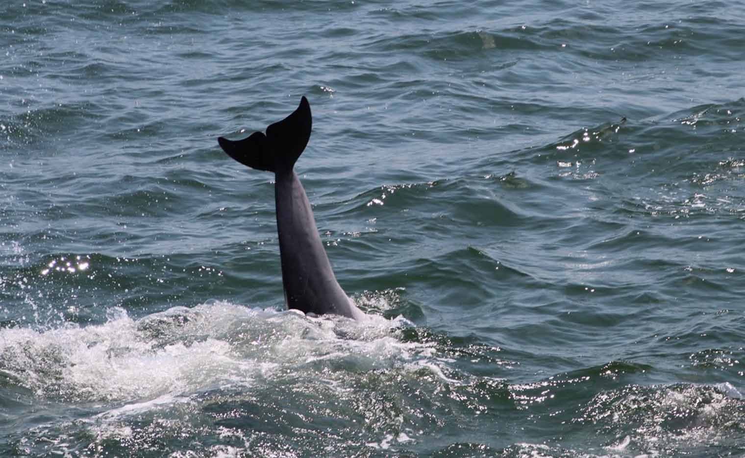 Dolphin, dark gray, diving in ocean, tail fin up above water.
