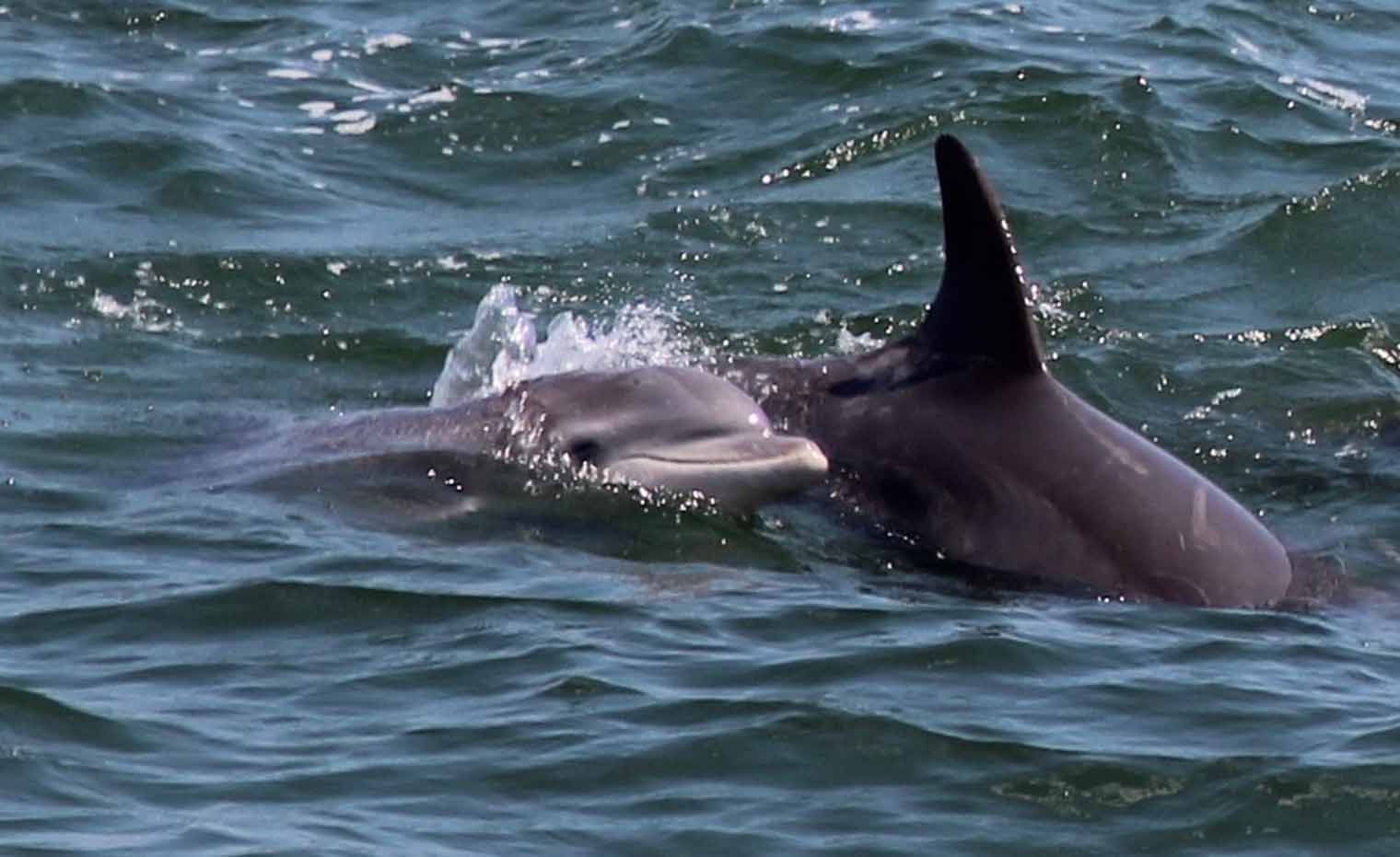Two dolphins swimming in water; one with a raised dorsal fin.