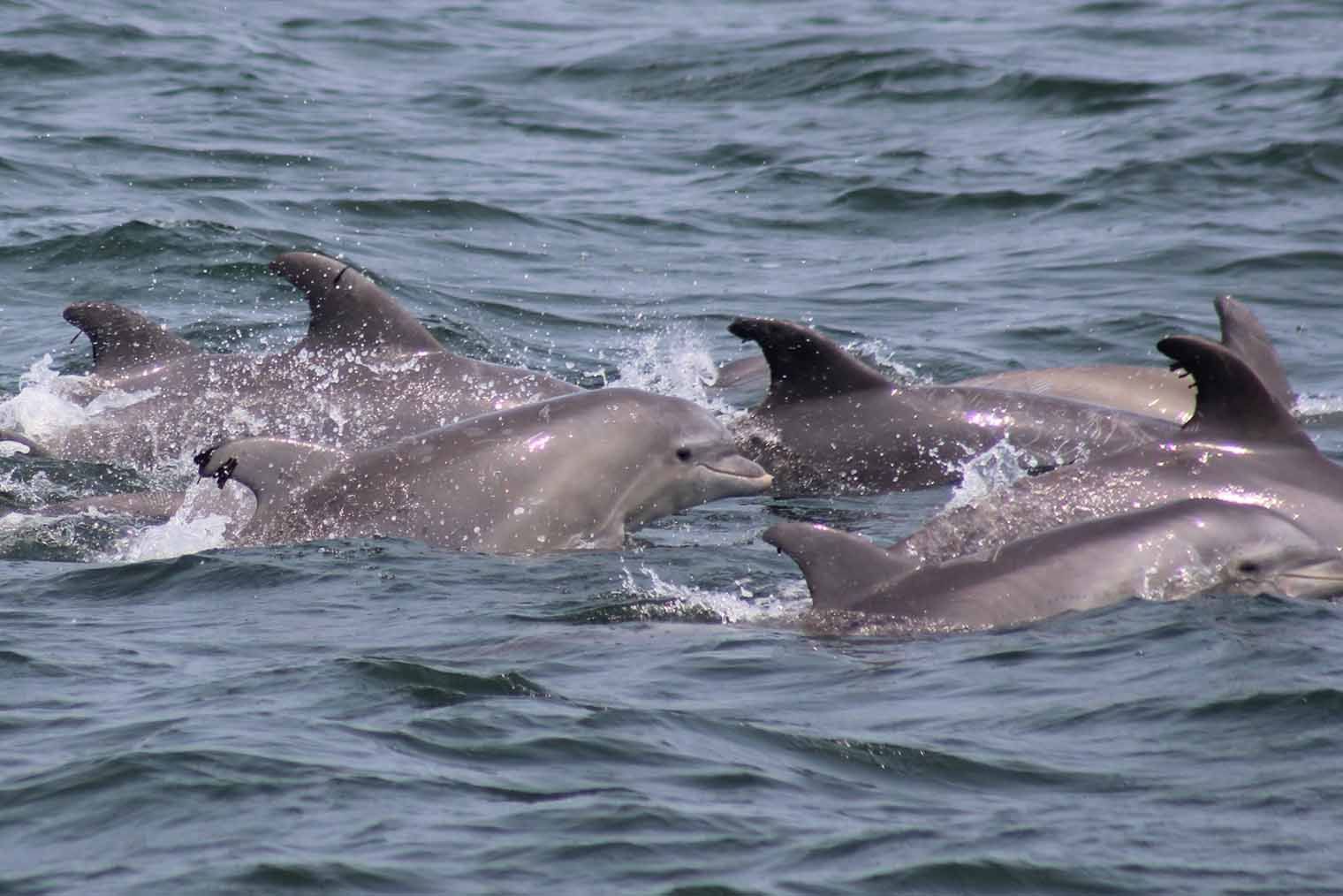 Dolphins swimming in choppy water, dorsal fins visible. Gray bodies splash in ocean waves.