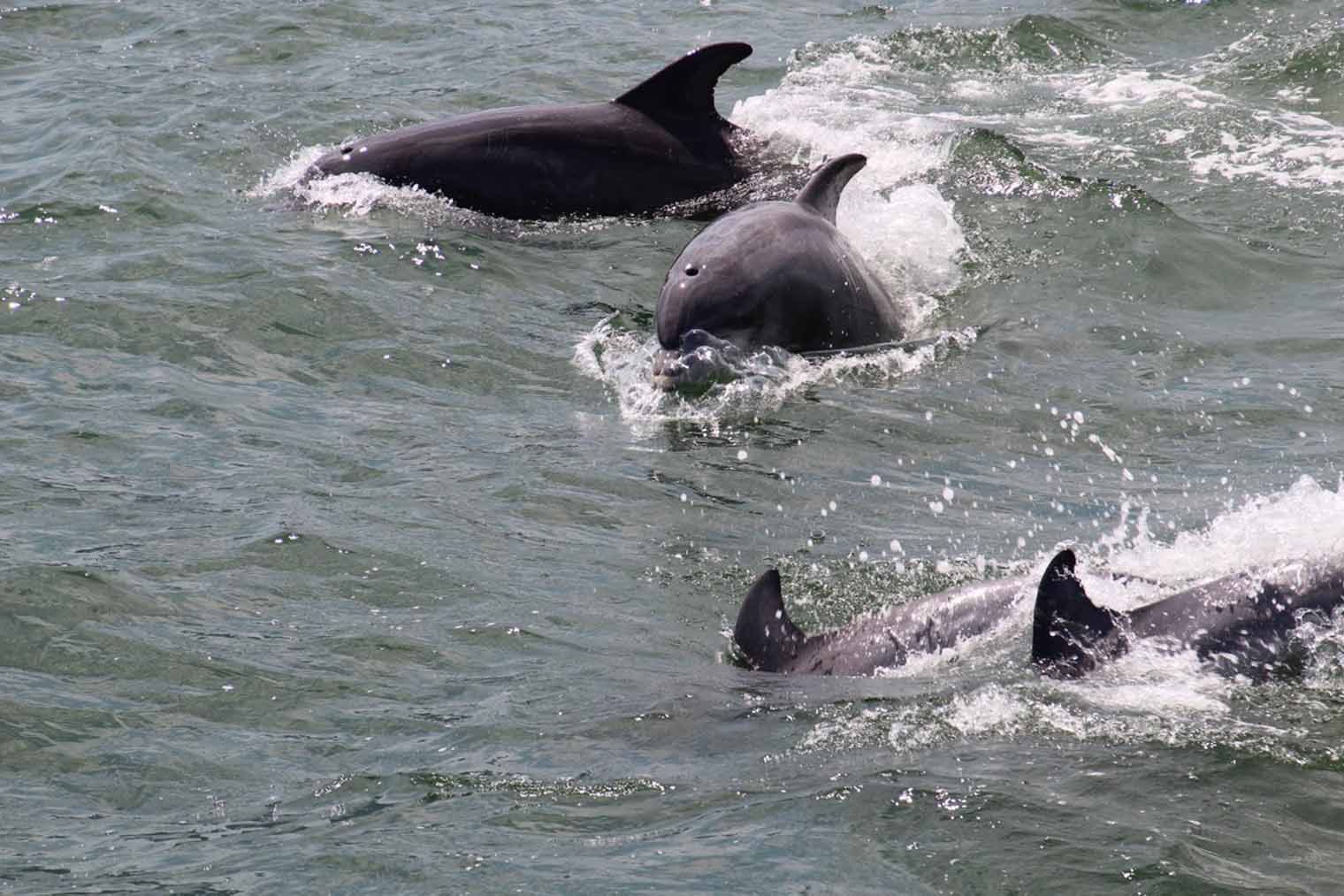 Dolphins swimming in ocean water; dorsal fins visible above the surface.