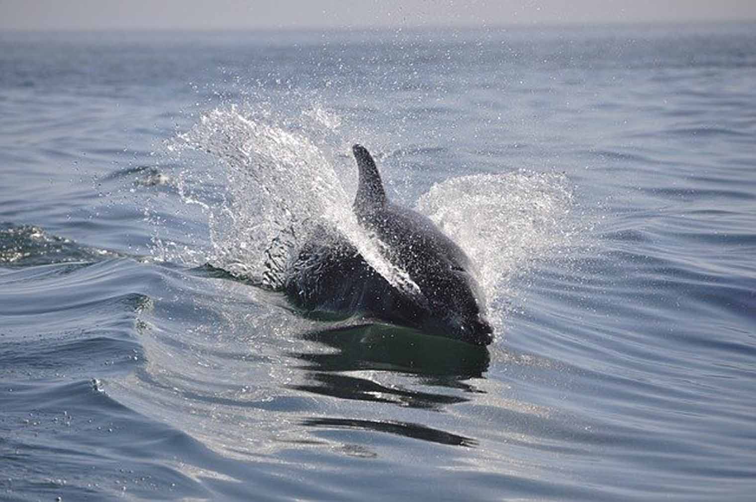Dolphin leaping out of water, creating splash. Blue ocean, bright sunlight.