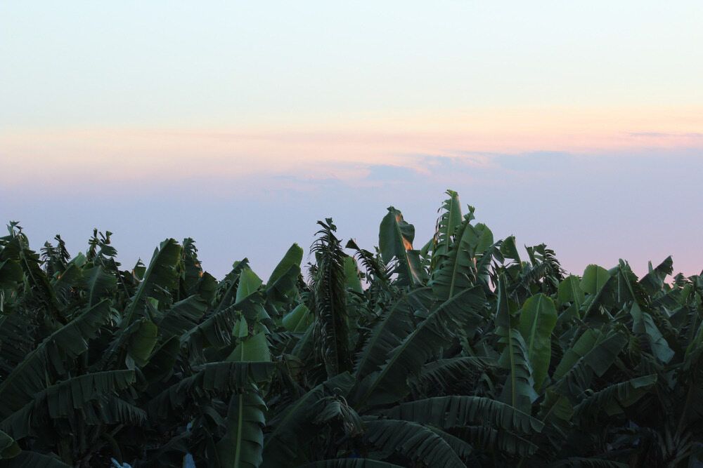 Banana trees under a colorful twilight sky with pink and blue hues.— Greenaway Green Waste Removal in Innisfail, QLD
