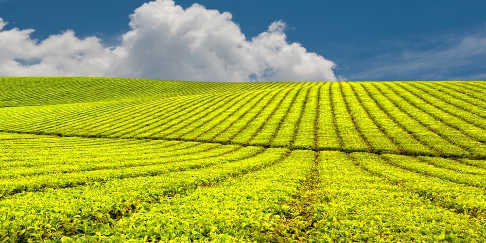 Tea Plantation With Rows of Green Bushes — Greenaway Green Waste Removal in Innisfail, QLD